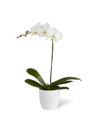 White Orchid Planter from Visser's Florist and Greenhouses in Anaheim, CA